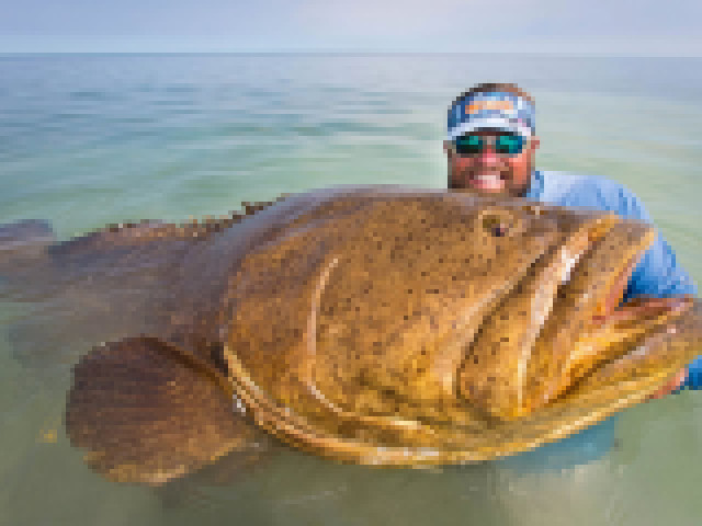 Goliath Grouper